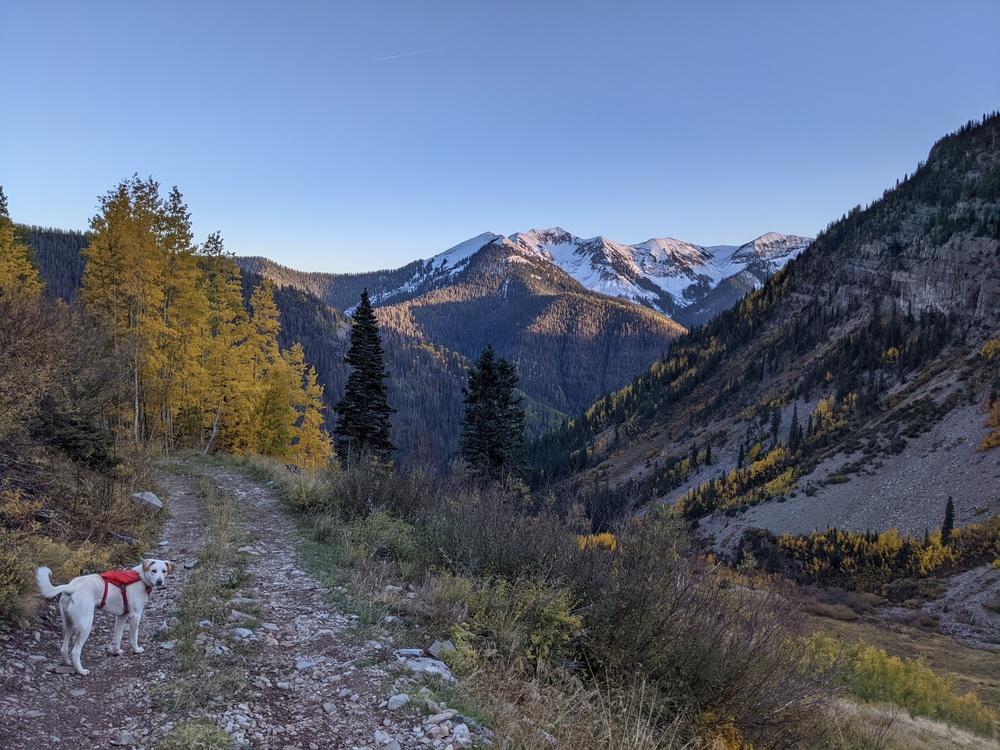 Topo, a Adoptable mixed breed in Cortez, CO image 1/6
