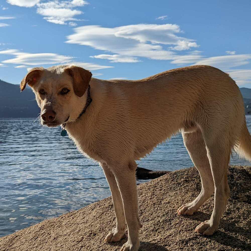 Topo, a Adoptable mixed breed in Cortez, CO image 2/6
