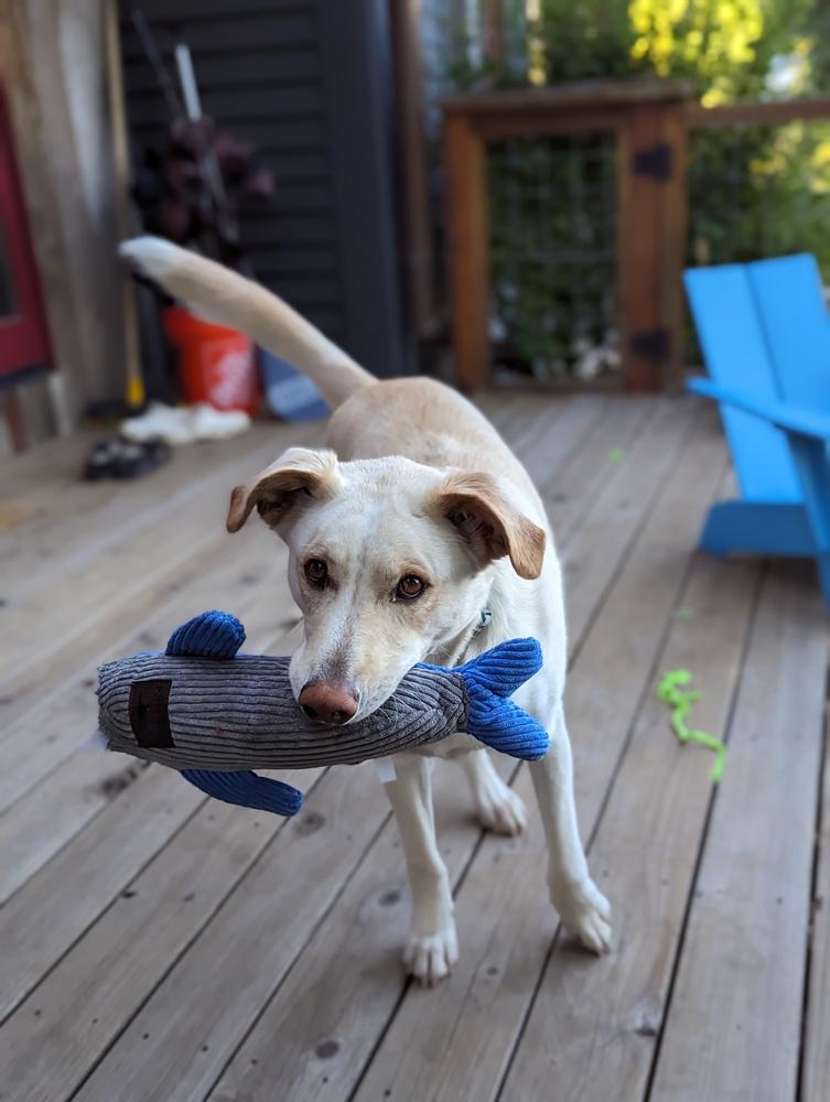 Topo, a Adoptable mixed breed in Cortez, CO image 3/6