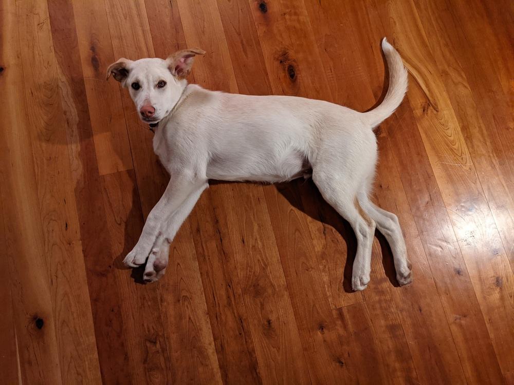 Topo, a Adoptable mixed breed in Cortez, CO image 4/6