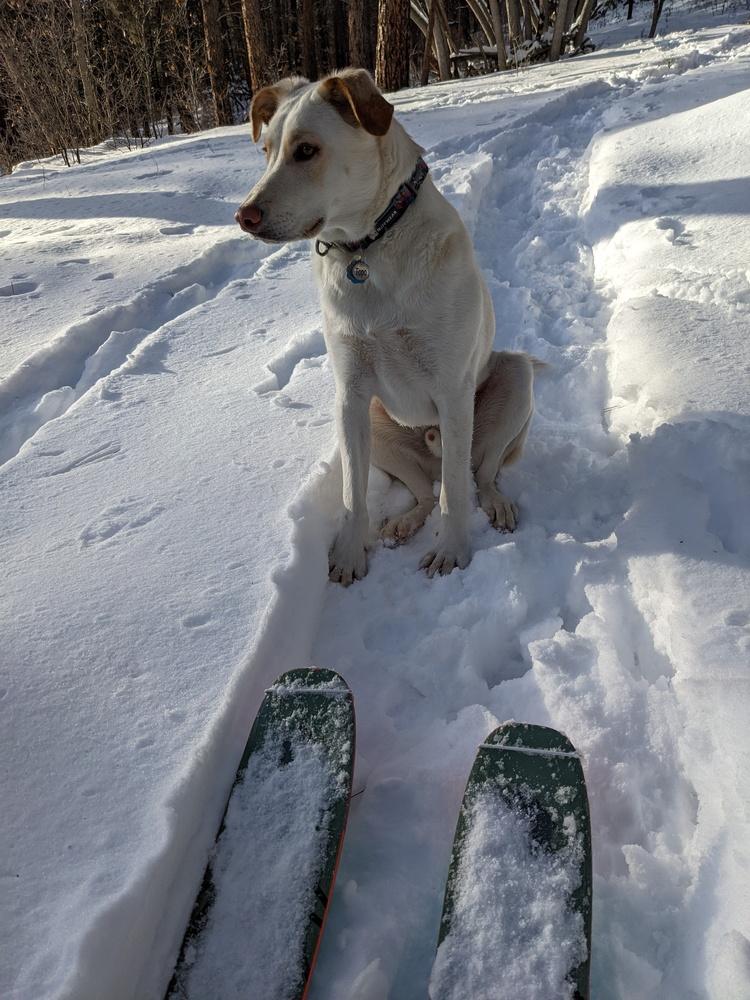 Topo, a Adoptable mixed breed in Cortez, CO image 5/6