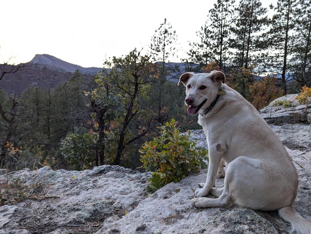 Topo, a Adoptable mixed breed in Cortez, CO image 6/6