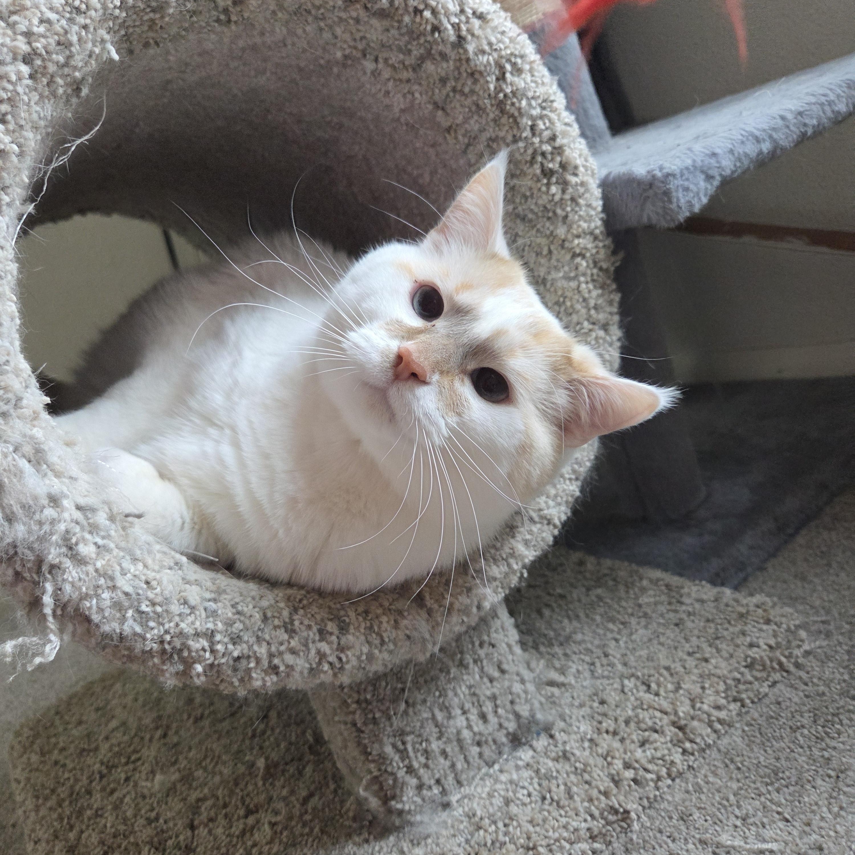 Enlarge Kibbles & Bits, a ADOPTABLE American Shorthair in Muncie, IN image 5/6