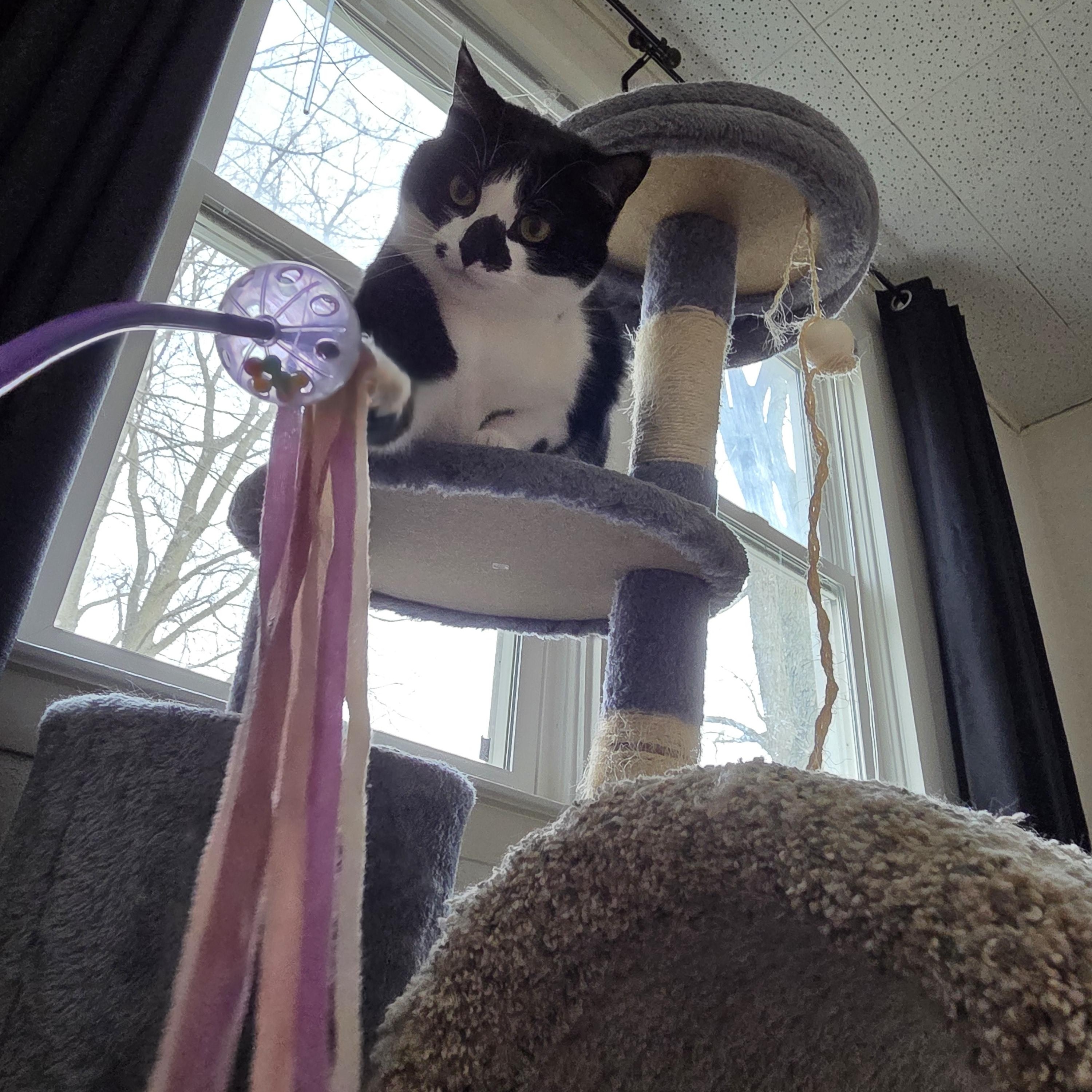 Enlarge Kibbles & Bits, a ADOPTABLE American Shorthair in Muncie, IN image 4/6