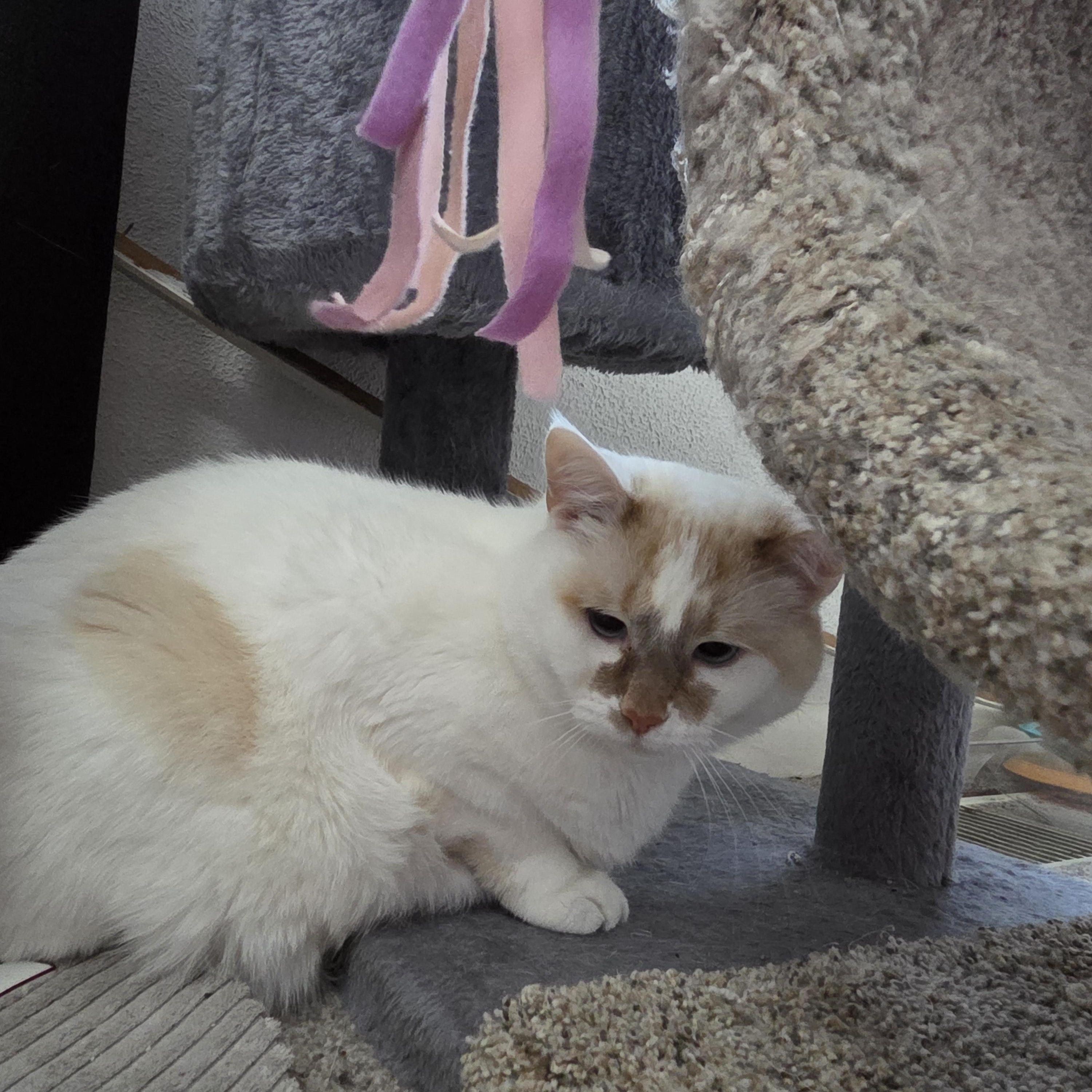 Enlarge Kibbles & Bits, a ADOPTABLE American Shorthair in Muncie, IN image 3/6