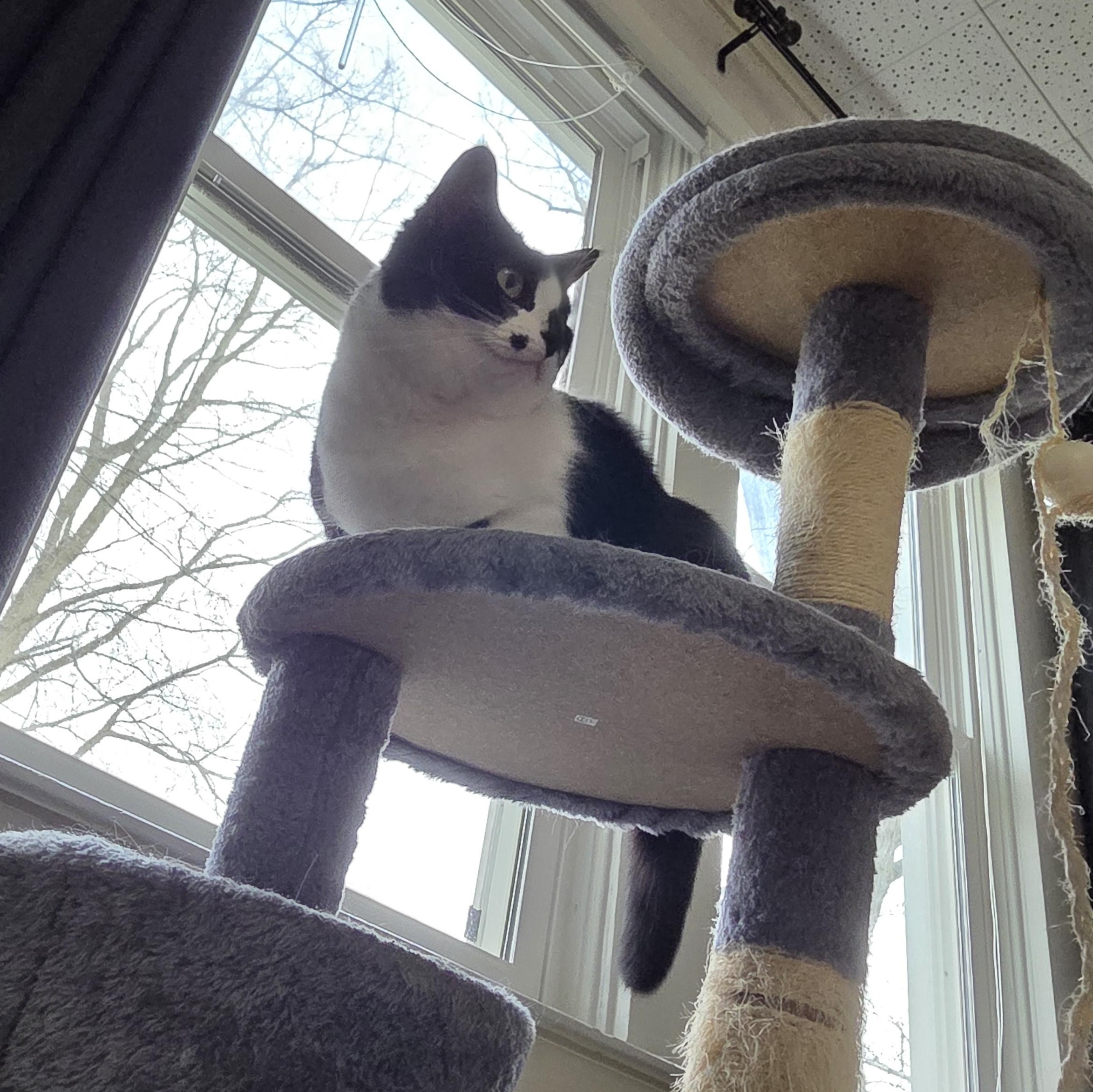 Enlarge Kibbles & Bits, a ADOPTABLE American Shorthair in Muncie, IN image 6/6