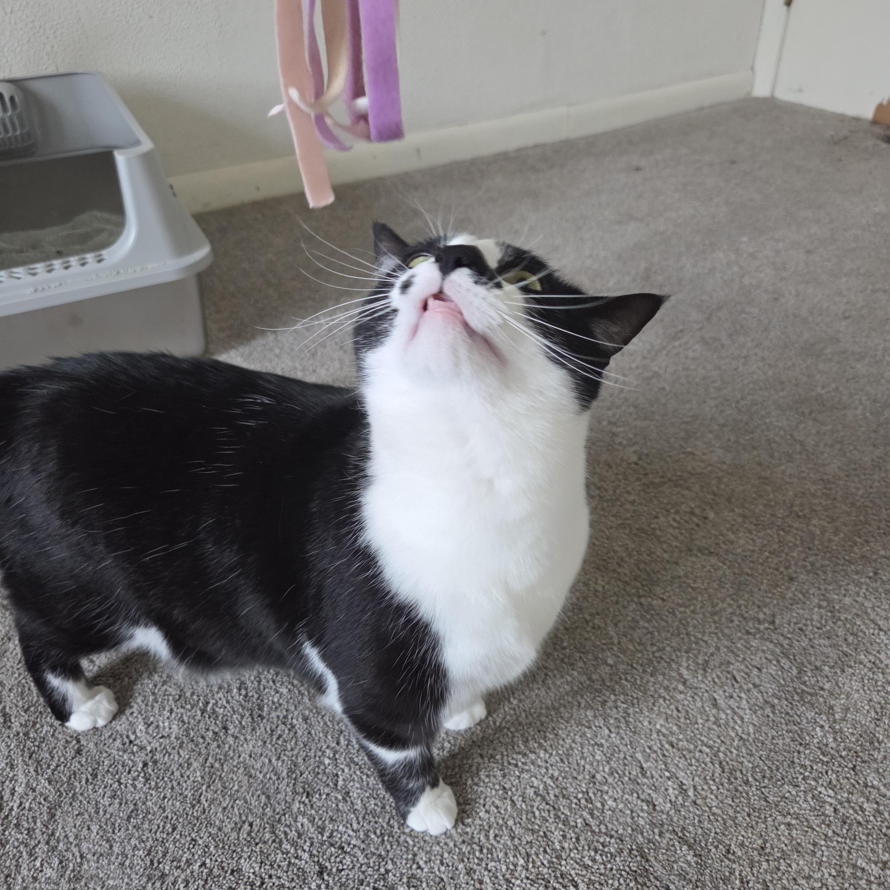 Enlarge Kibbles & Bits, a ADOPTABLE American Shorthair in Muncie, IN image 2/6