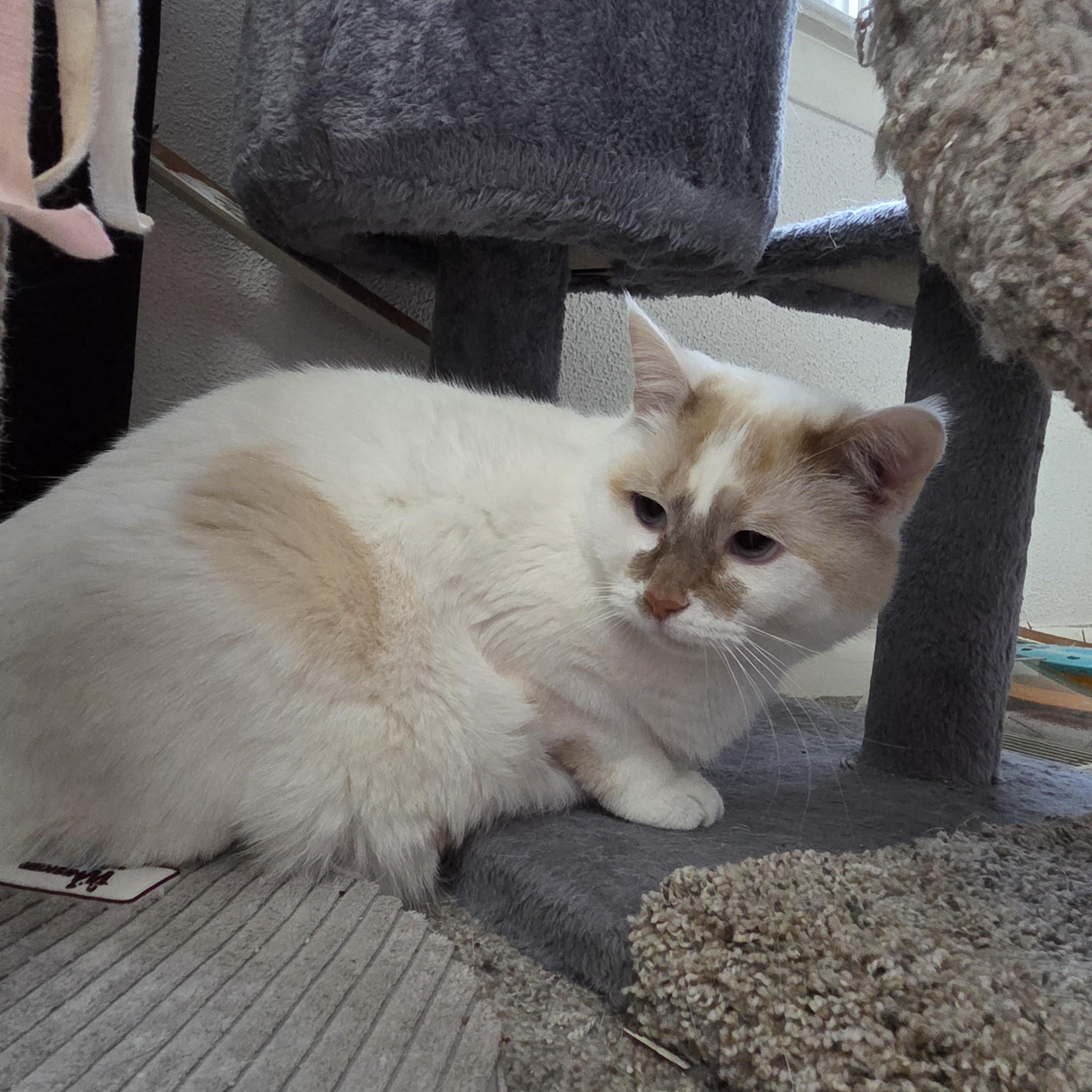 Kibbles & Bits, ADOPTABLE, Adult Male American Shorthair.