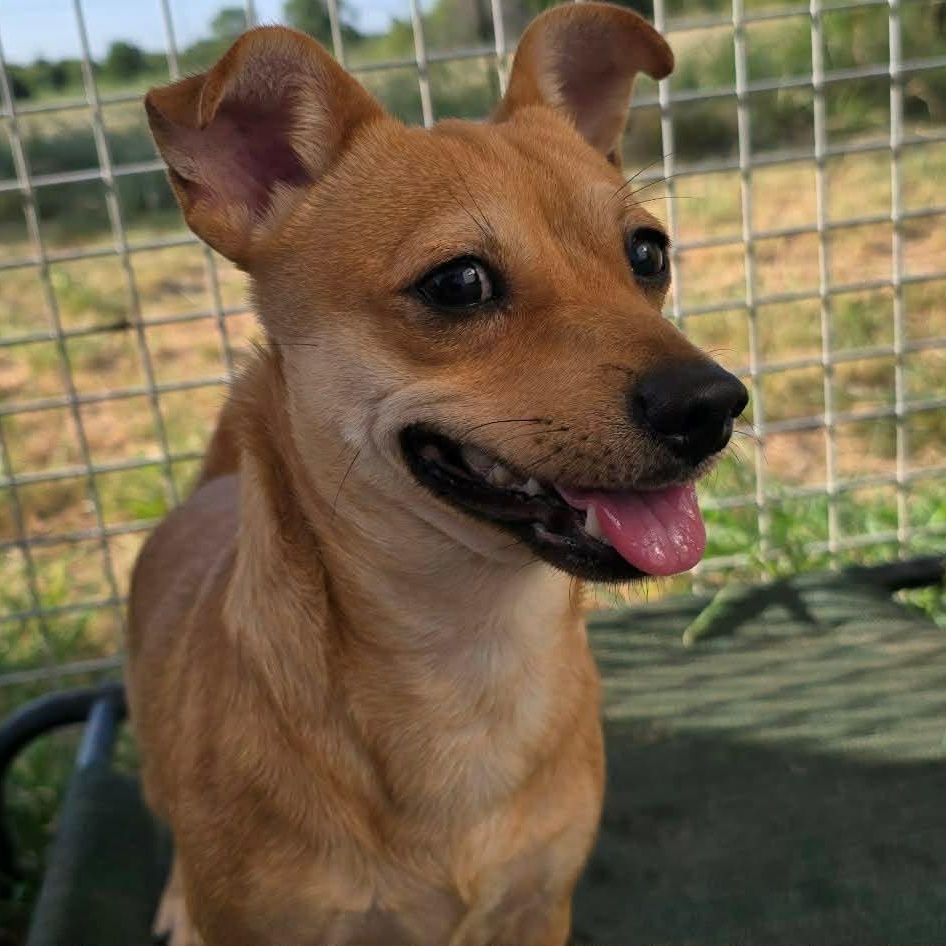 River, adopted, Adult Male Chihuahua.