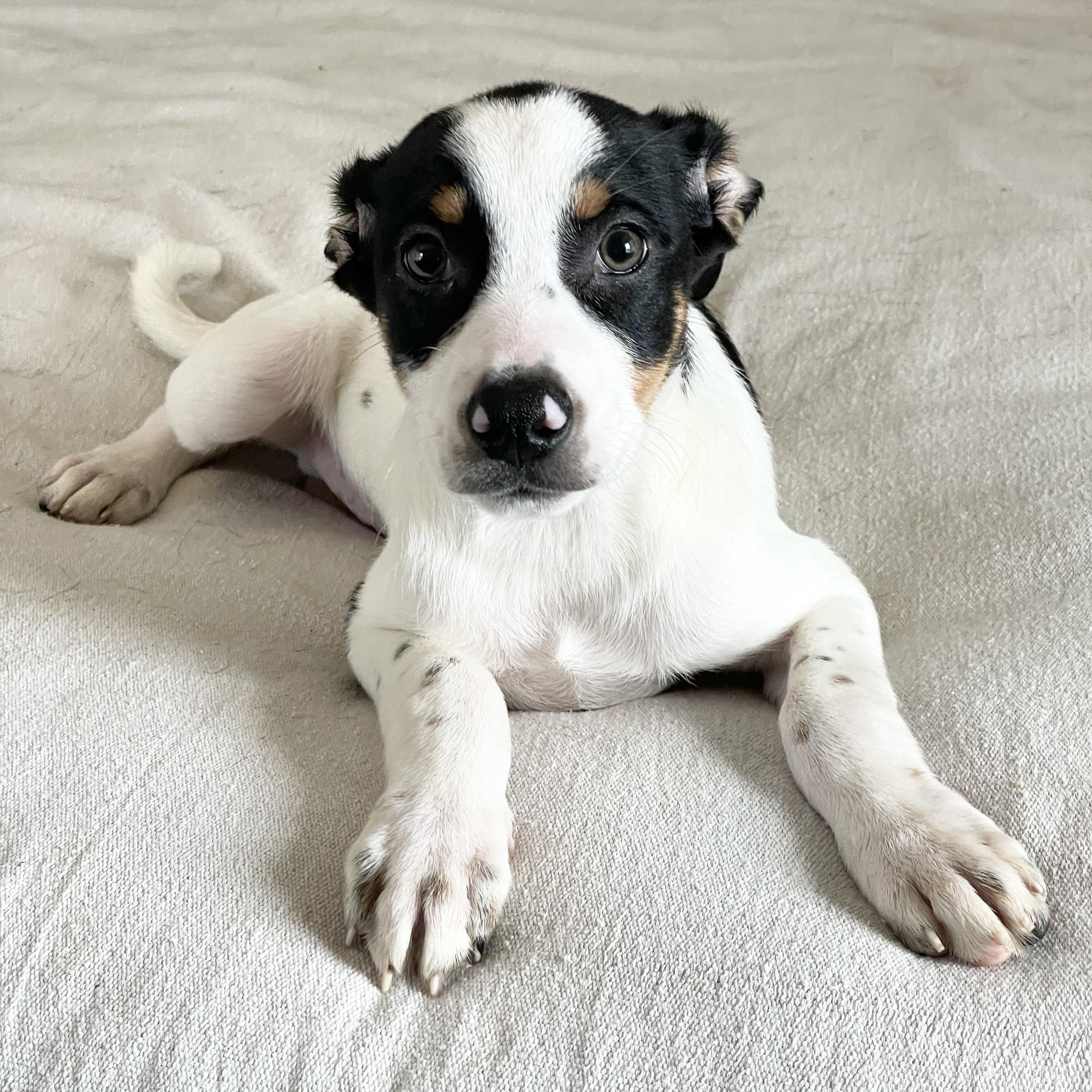 Enlarge Adorable Tris, a ADOPTABLE mixed breed in West Hartford , CT image 2/6