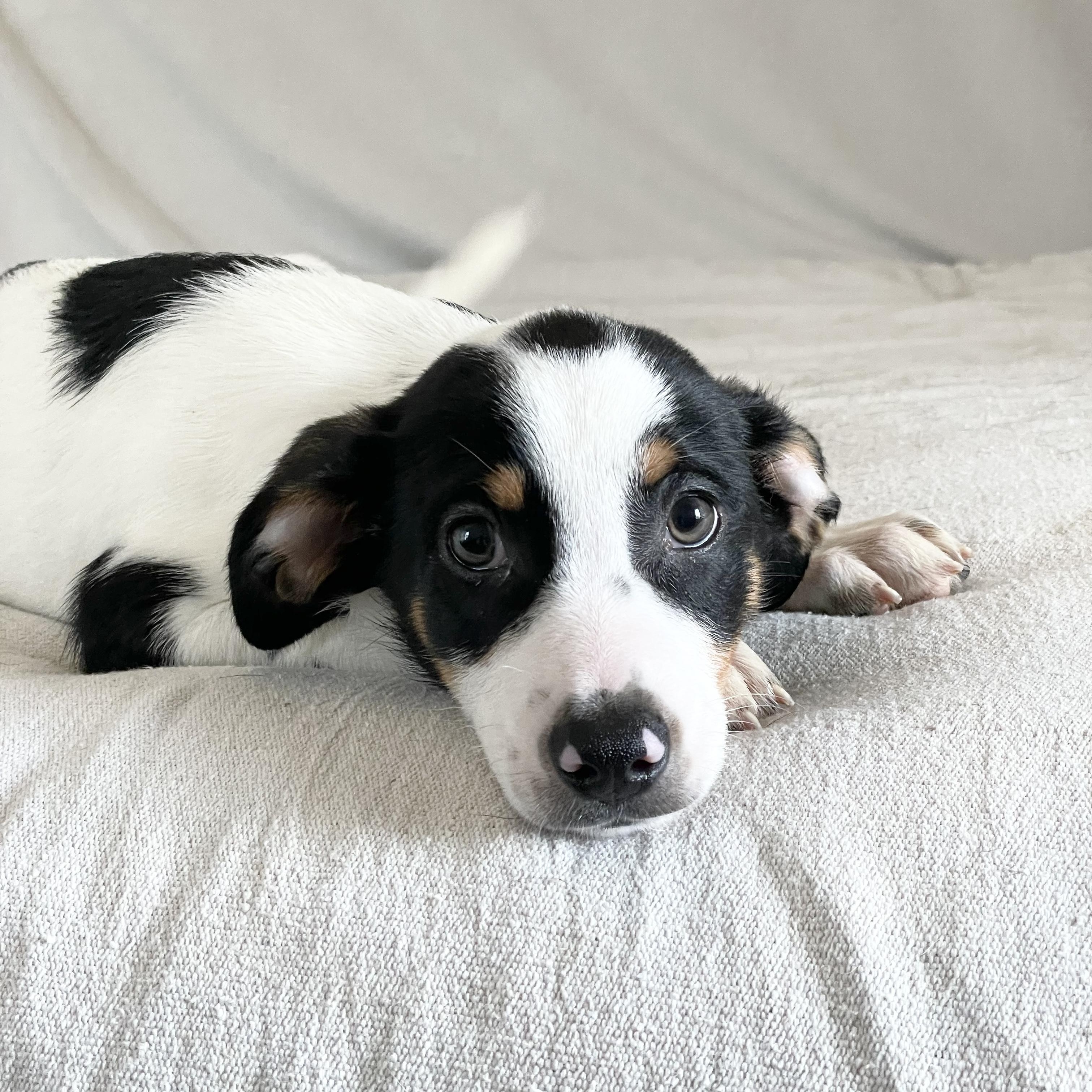 Enlarge Adorable Tris, a ADOPTABLE mixed breed in West Hartford , CT image 3/6