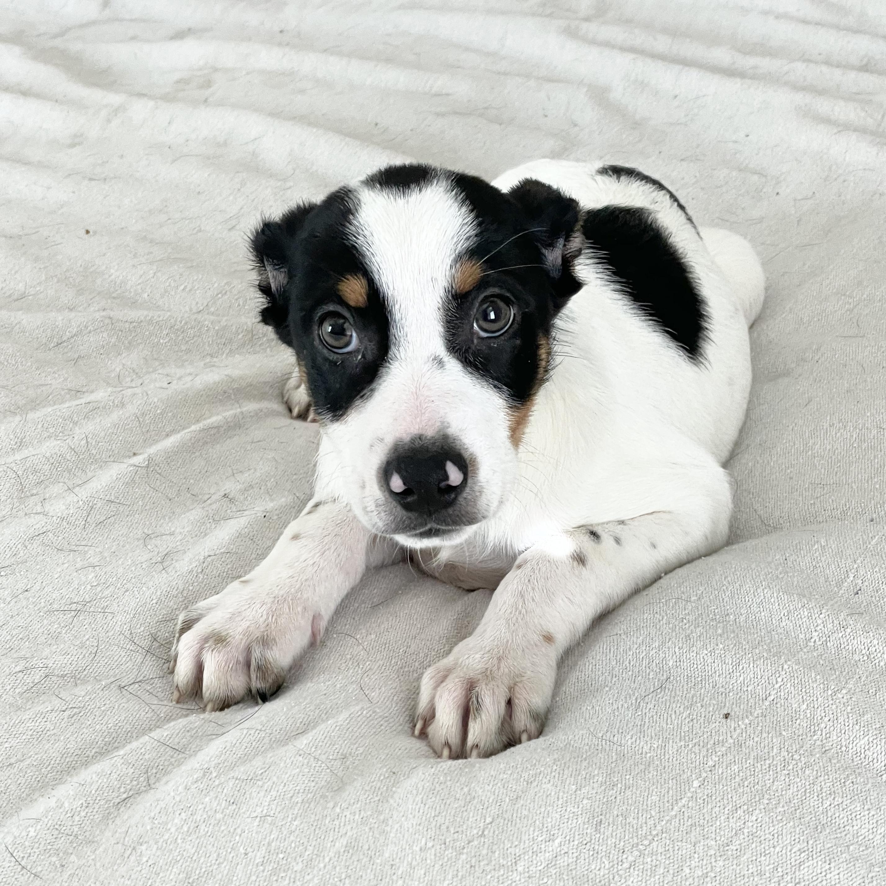 Enlarge Adorable Tris, a ADOPTABLE mixed breed in West Hartford , CT image 5/6