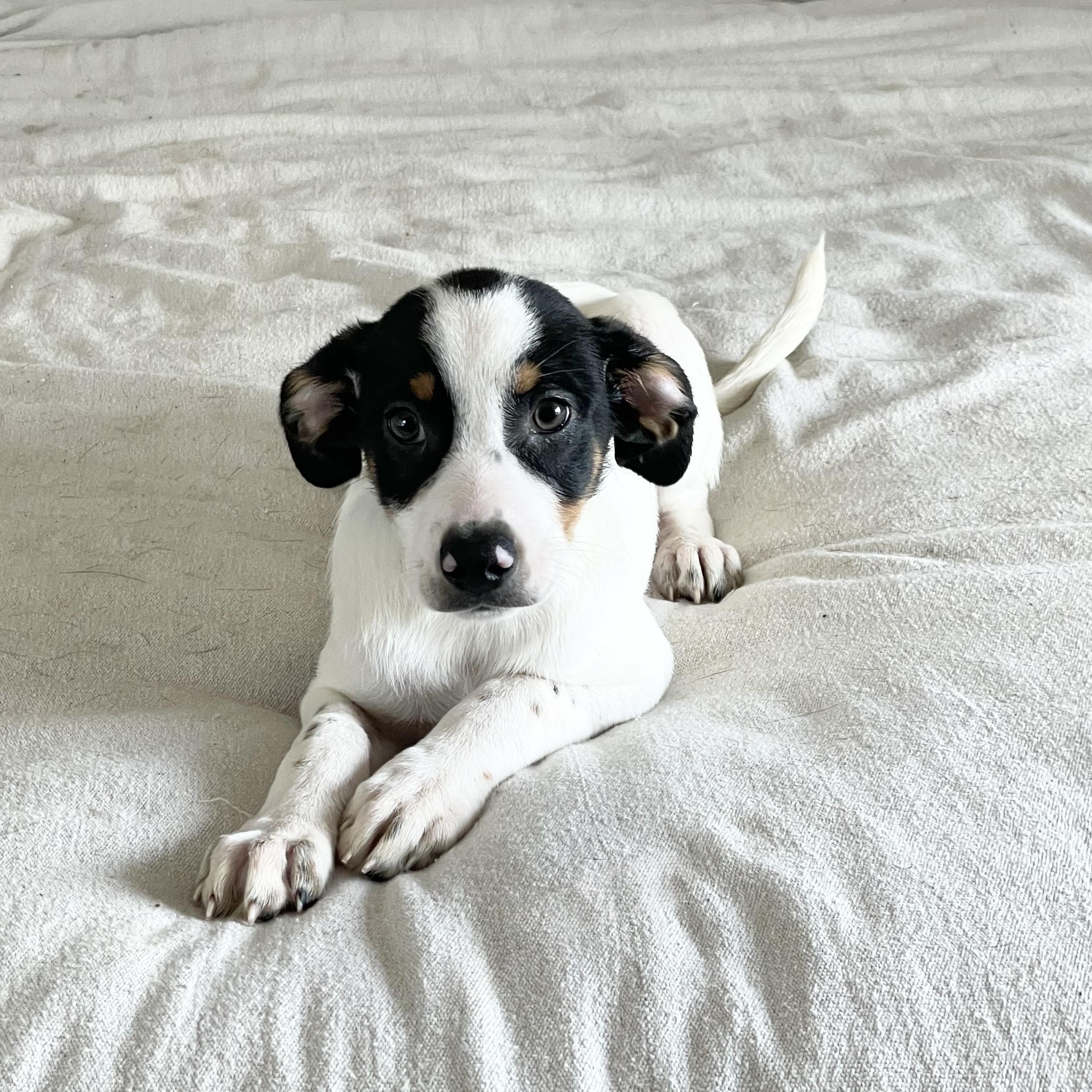 Enlarge Adorable Tris, a ADOPTABLE mixed breed in West Hartford , CT image 4/6