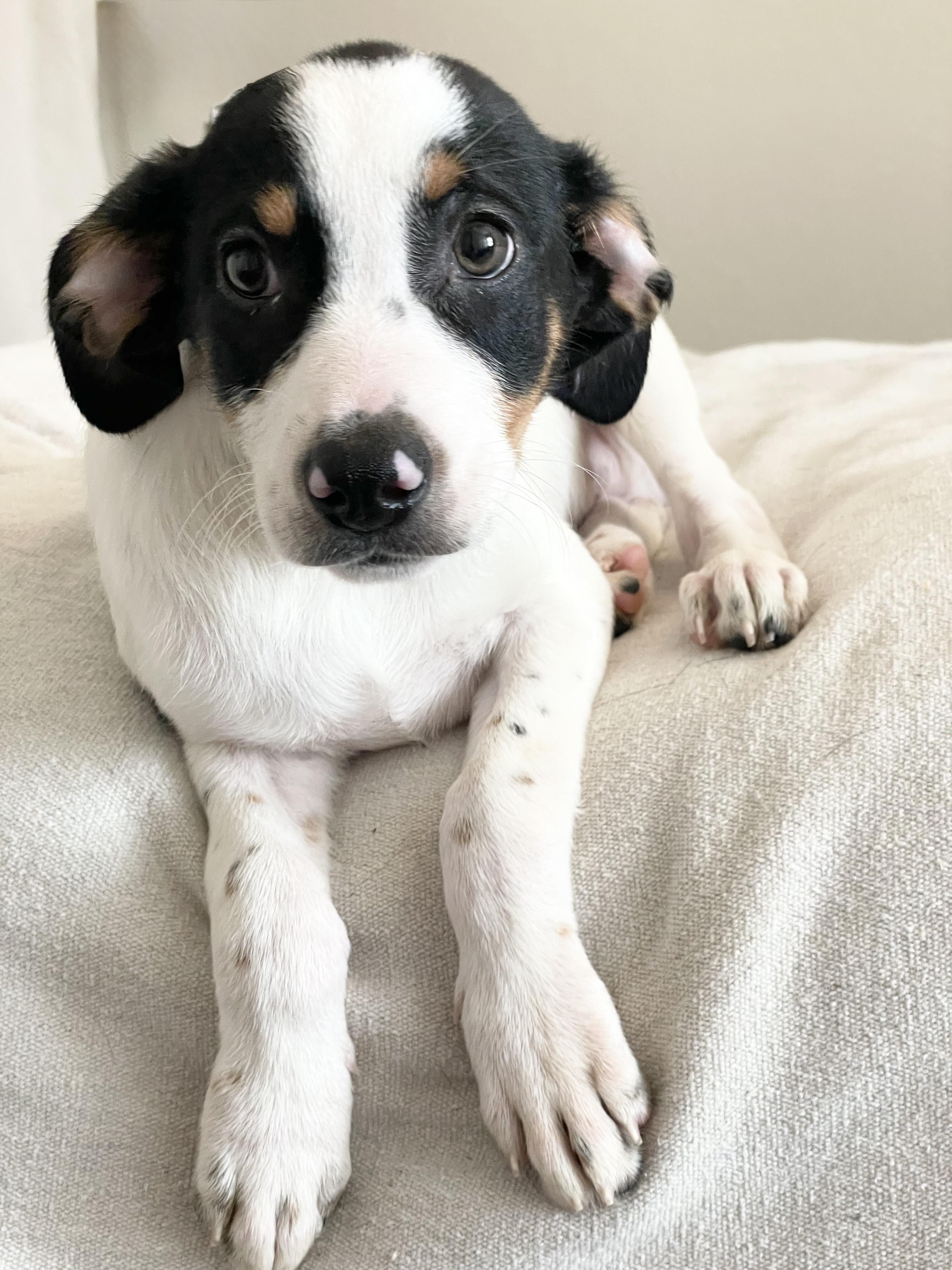 Adorable Tris, ADOPTABLE, Puppy Male Hound & Labrador Retriever.