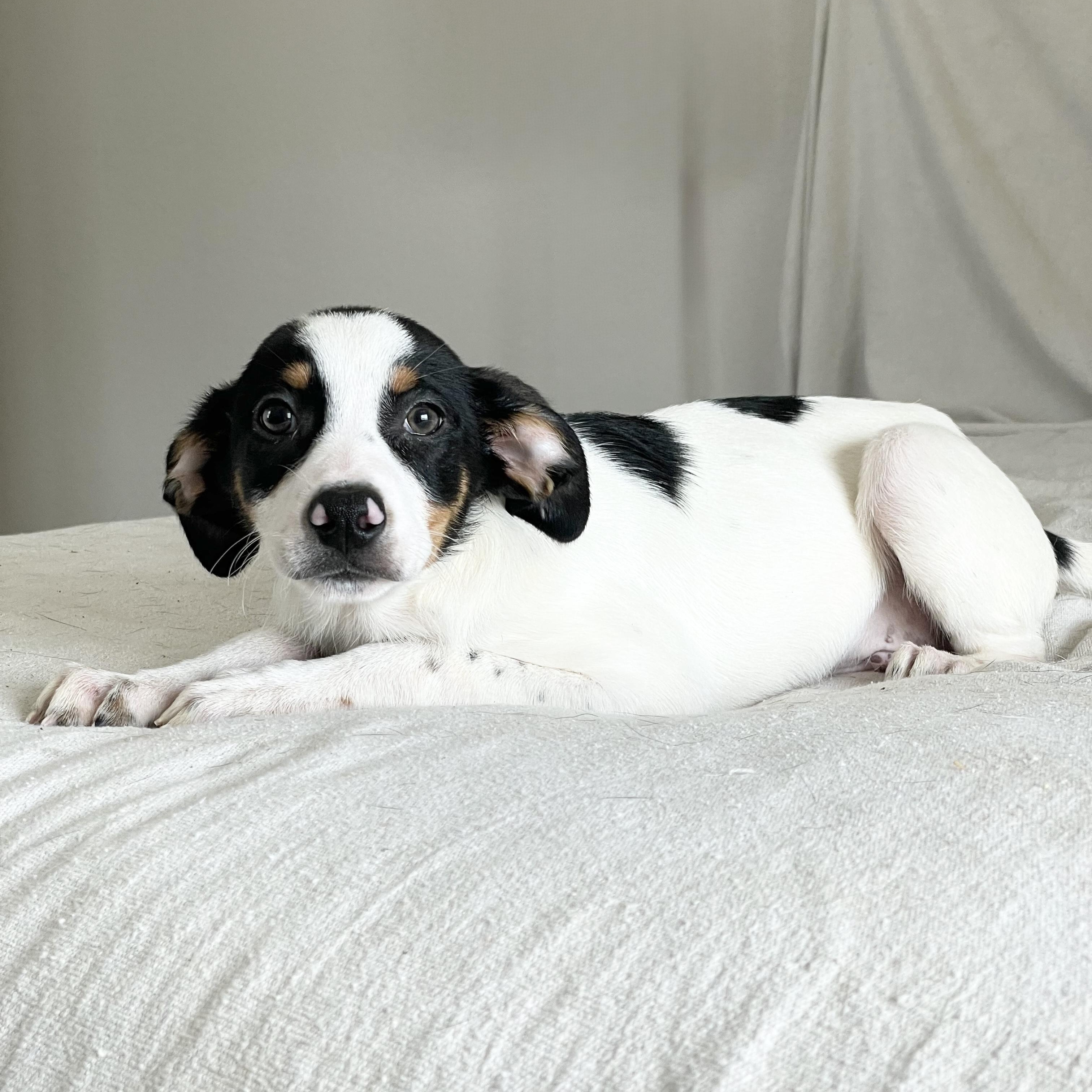 Enlarge Adorable Tris, a ADOPTABLE mixed breed in West Hartford , CT image 6/6