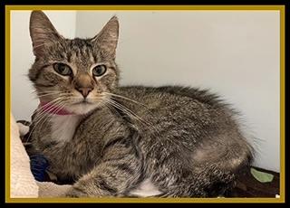 TEETER, Adoptable, Young Female Domestic Short Hair.