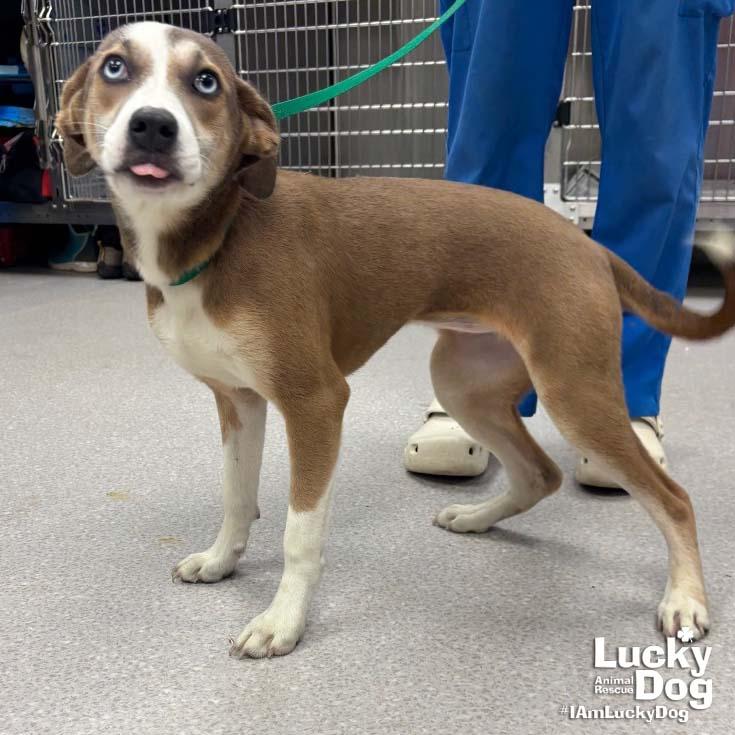 Enlarge Quadrant, a Adopted mixed breed in Washington, DC image 1/3