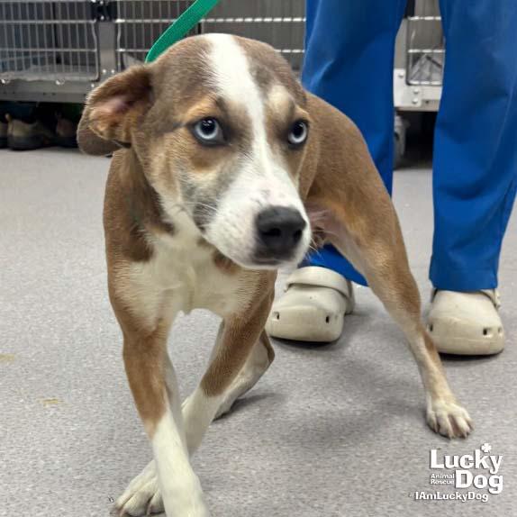 Enlarge Quadrant, a Adopted mixed breed in Washington, DC image 3/3