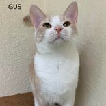 Gus, a Adoptable Domestic Short Hair in Rushville, IL image 1/2