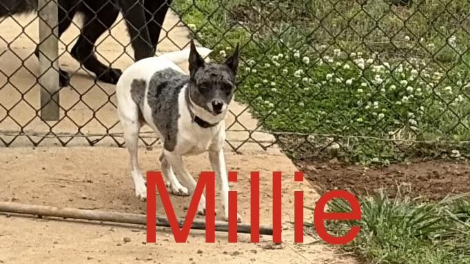 Millie, a ADOPTABLE mixed breed in Chattanooga, TN image 3/3