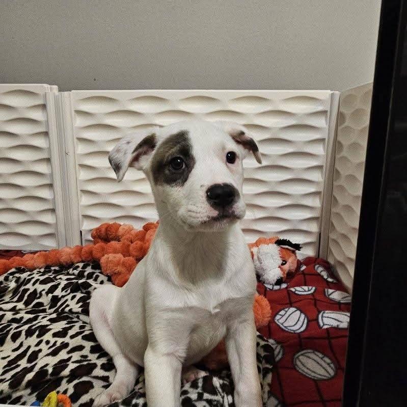 Monterey Jack the Mixed Breed Puppy, Adoptable, Puppy Male Jack Russell Terrier & Husky.