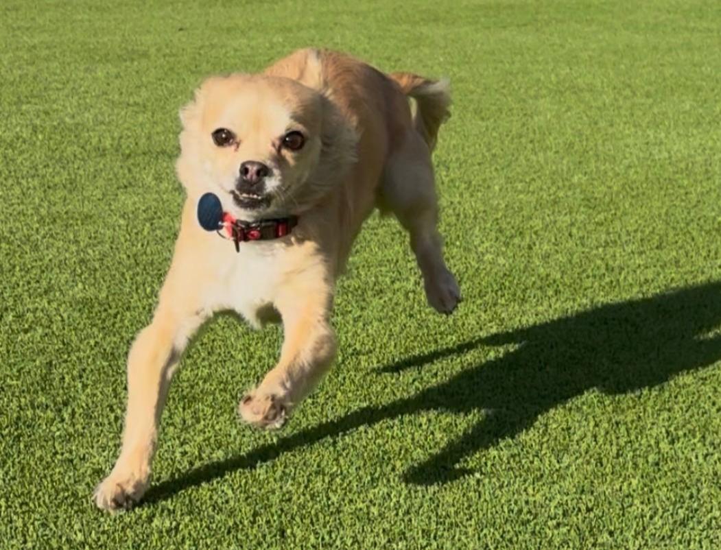 Rico Suave, a Adoptable mixed breed in Thousand Oaks, CA image 1/6