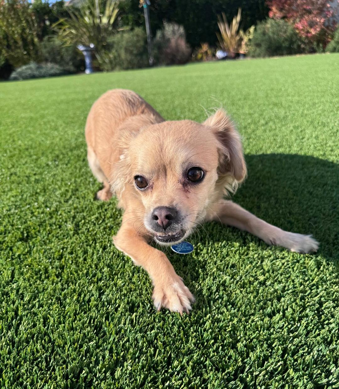 Rico Suave, a Adoptable mixed breed in Thousand Oaks, CA image 2/6