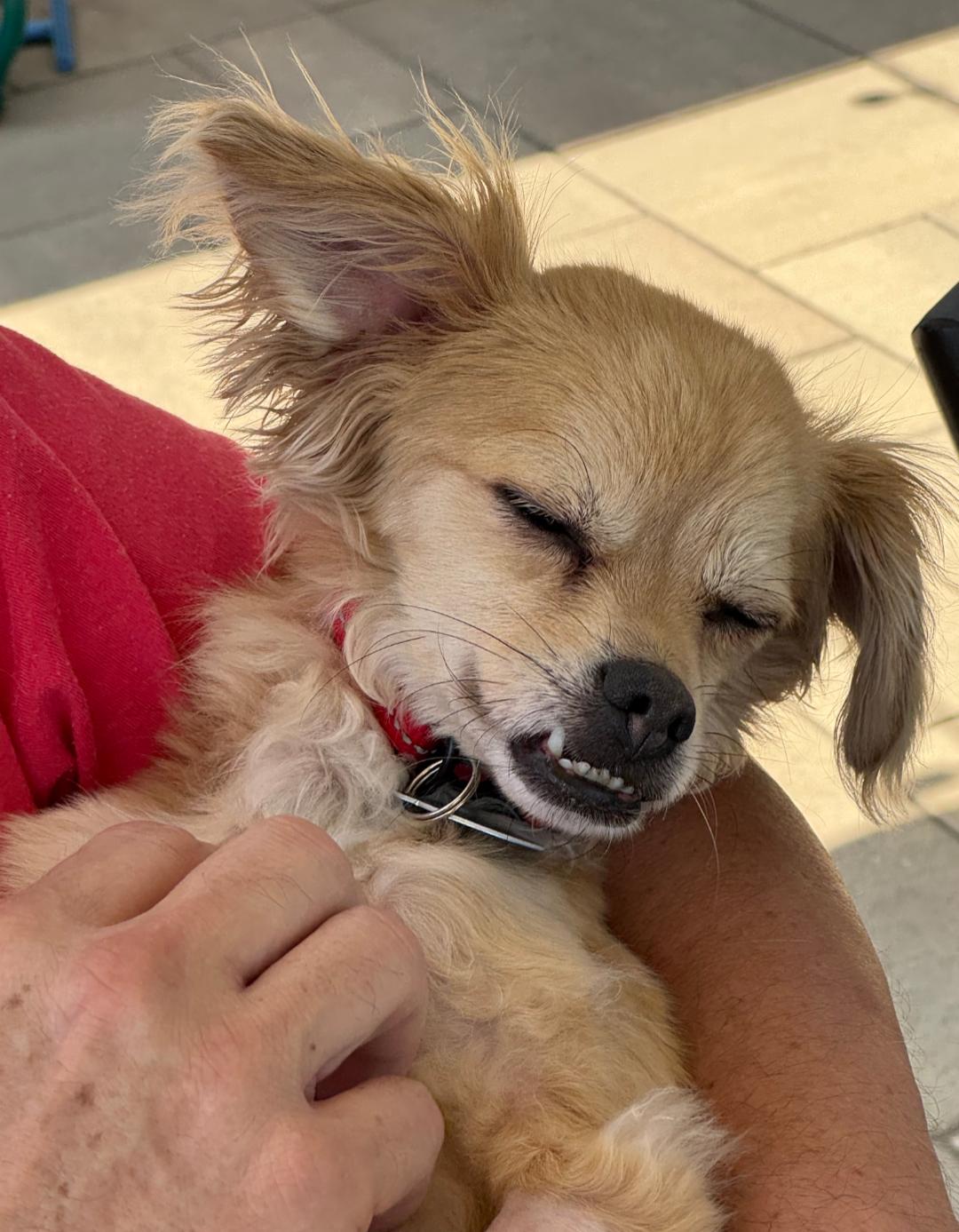 Rico Suave, a Adoptable mixed breed in Thousand Oaks, CA image 5/6