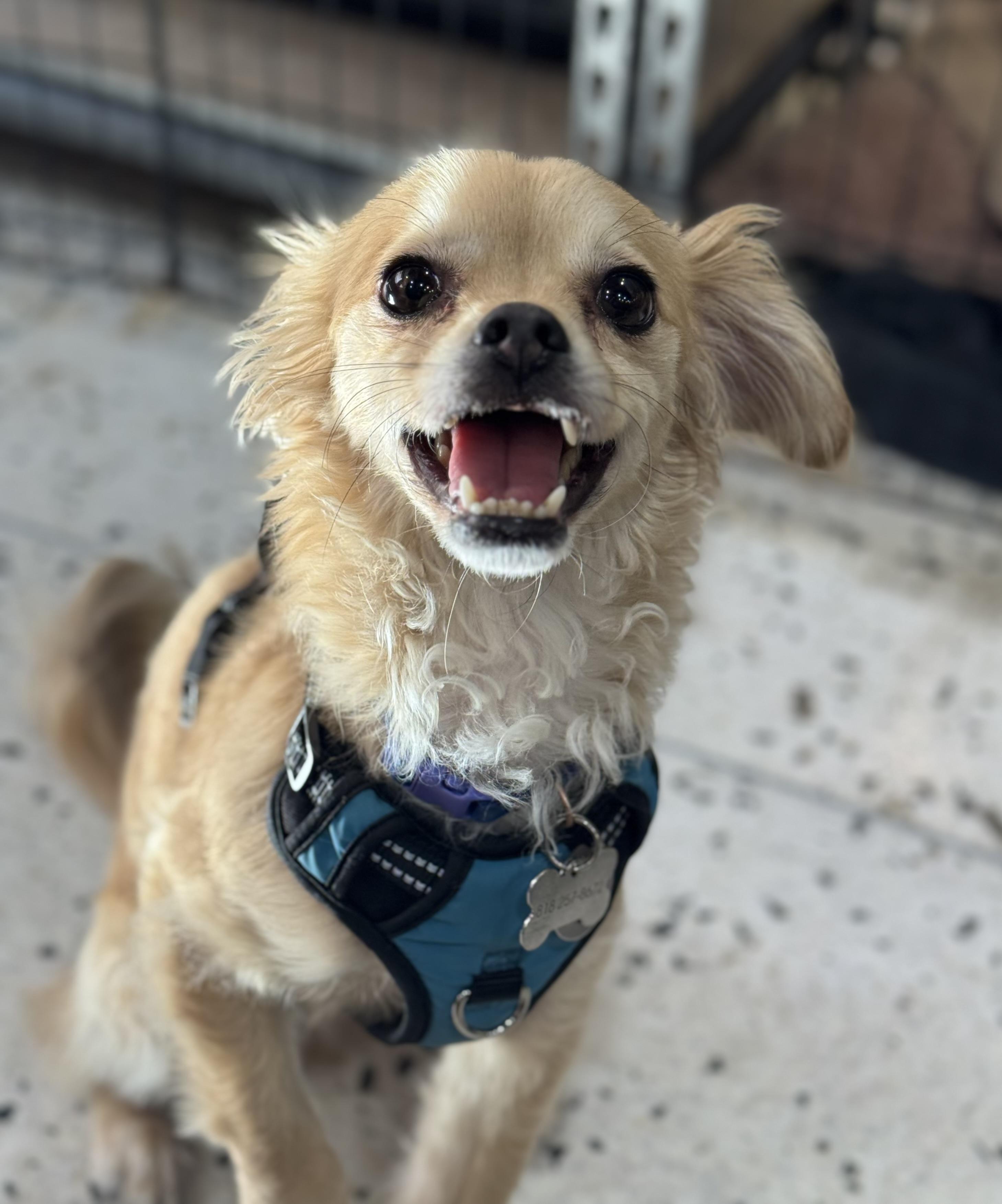 Rico Suave, a Adoptable mixed breed in Thousand Oaks, CA image 3/6