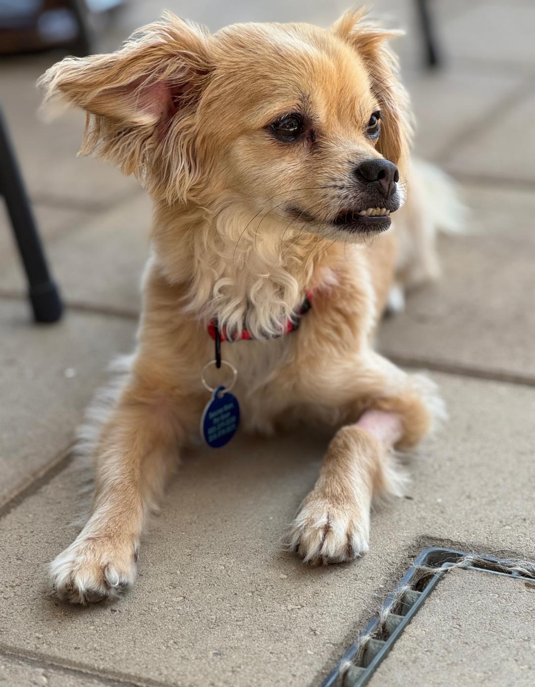 Rico Suave, a Adoptable mixed breed in Thousand Oaks, CA image 6/6
