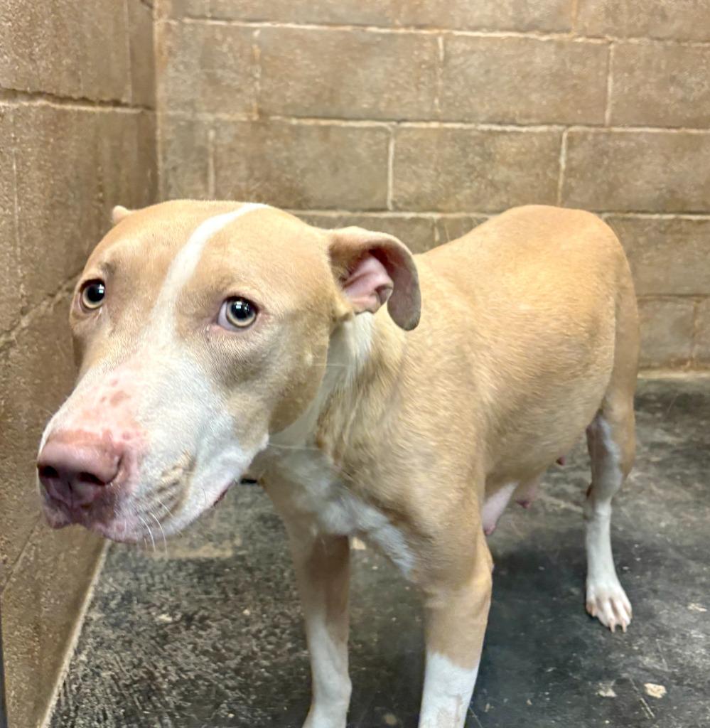 Enlarge Riley, a Adoptable mixed breed in Midland, TX image 1/5