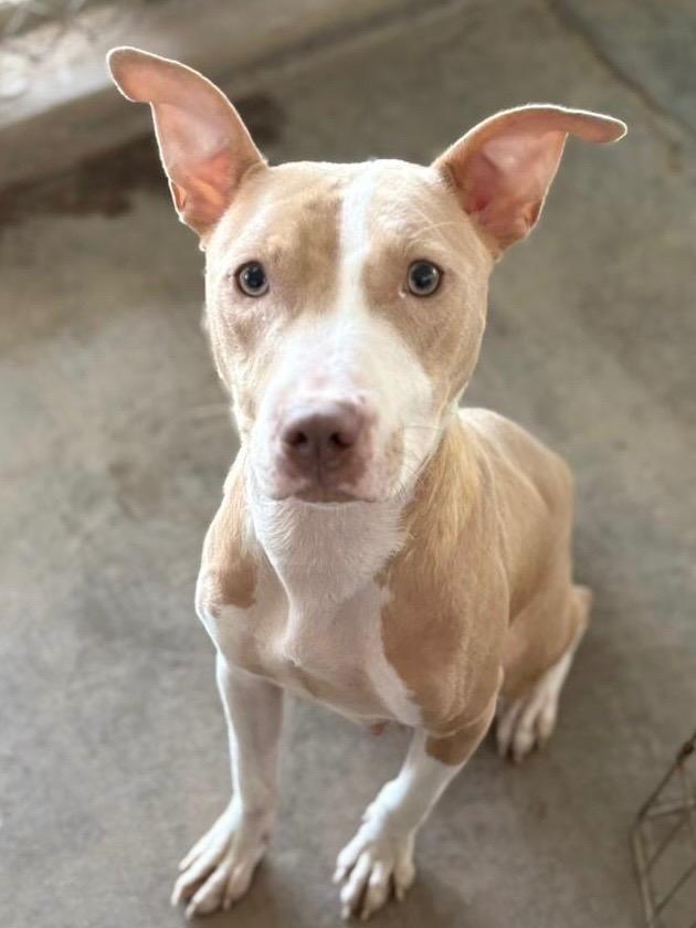 Enlarge Riley, a Adoptable mixed breed in Midland, TX image 2/5