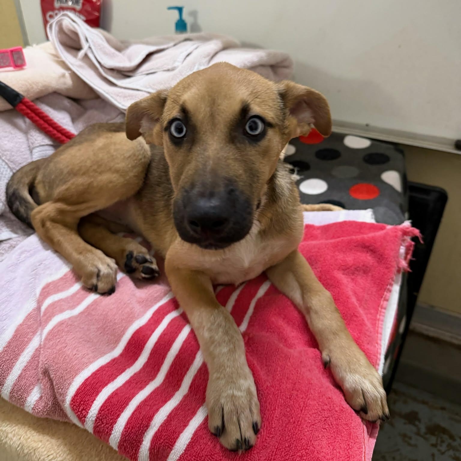 Marlo, adopted, Puppy Female German Shepherd Dog.