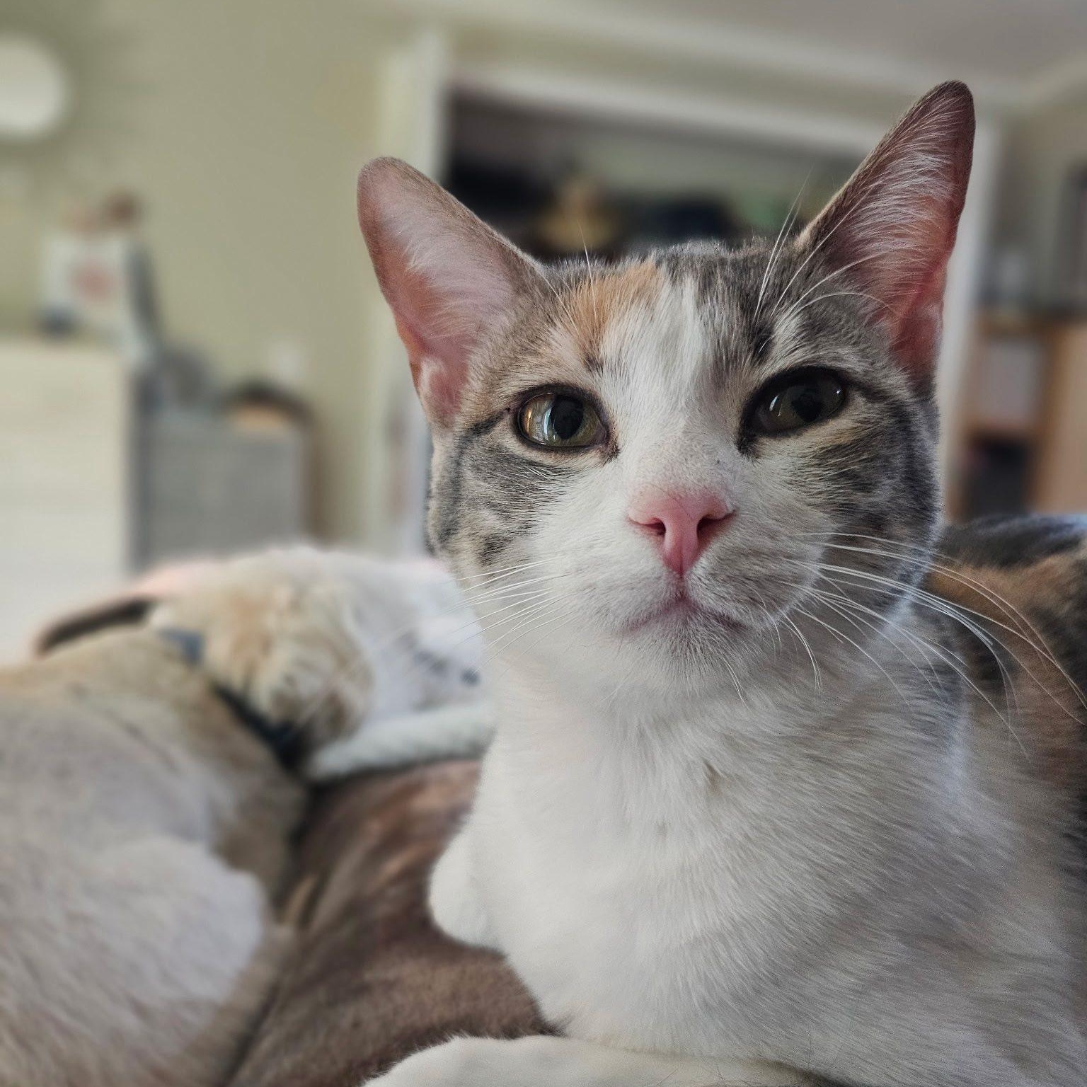 Enlarge Jerry and Chrissie are in Washington!, a ADOPTABLE Domestic Short Hair in Seattle, WA image 1/6