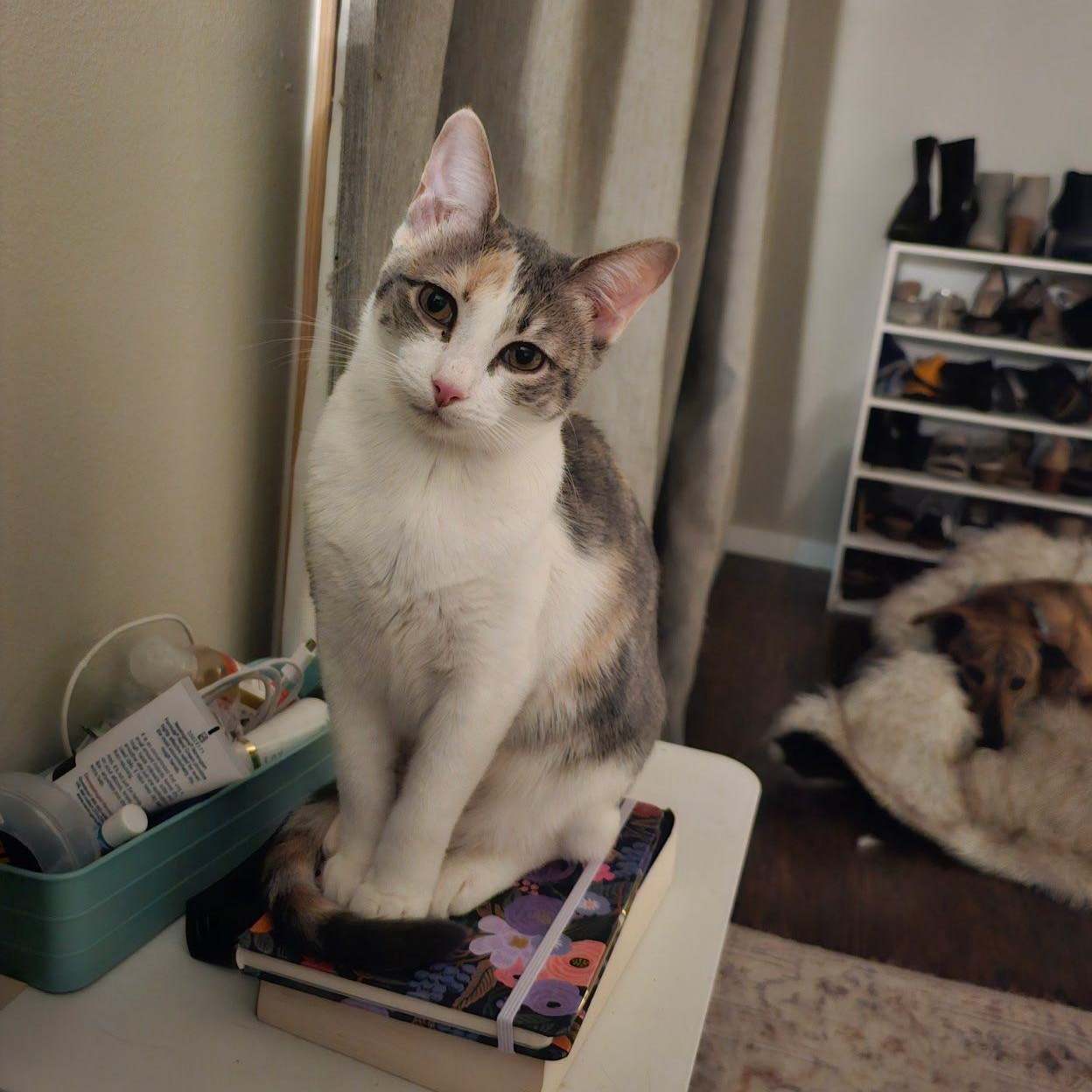 Jerry and Chrissie are in Port Angeles!, a ADOPTABLE Domestic Short Hair in Sequim, WA image 2/6