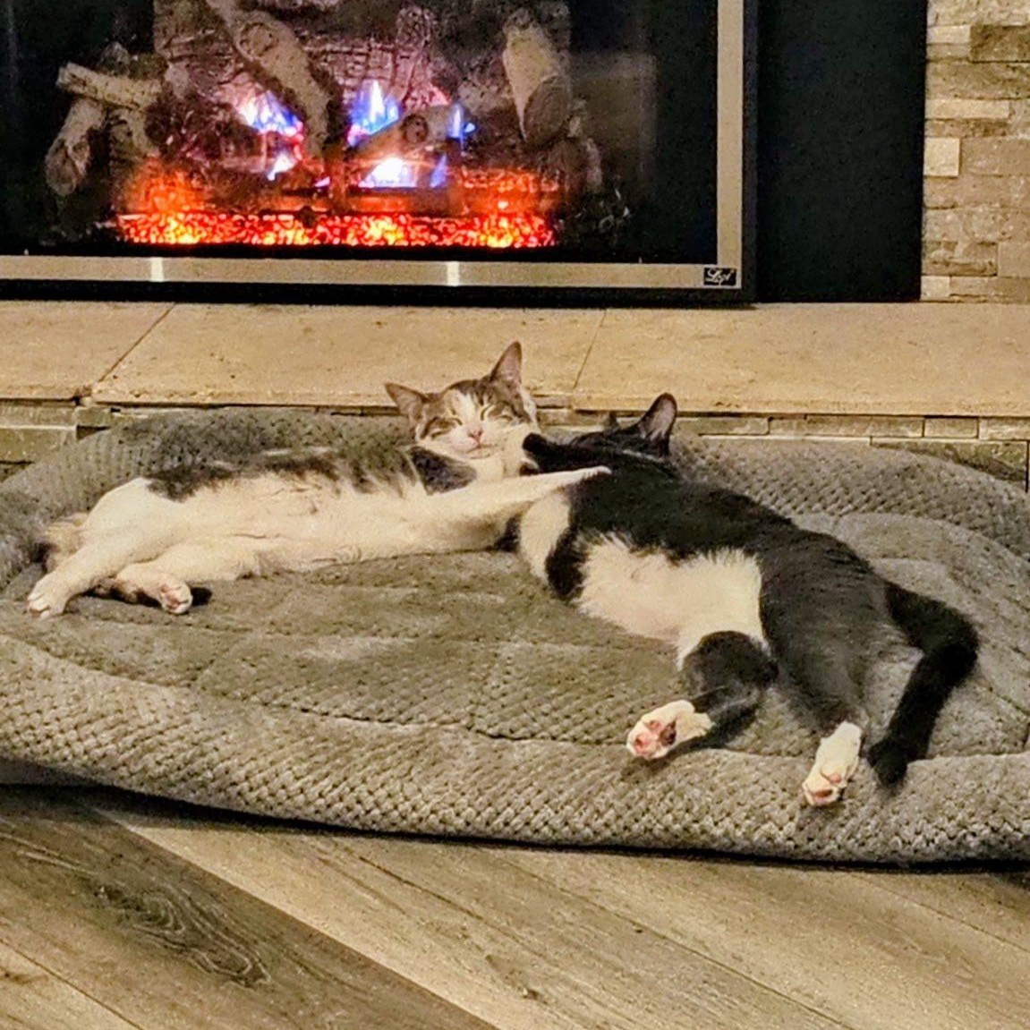 Enlarge Jerry and Chrissie are in Washington!, a ADOPTABLE Domestic Short Hair in Seattle, WA image 5/6