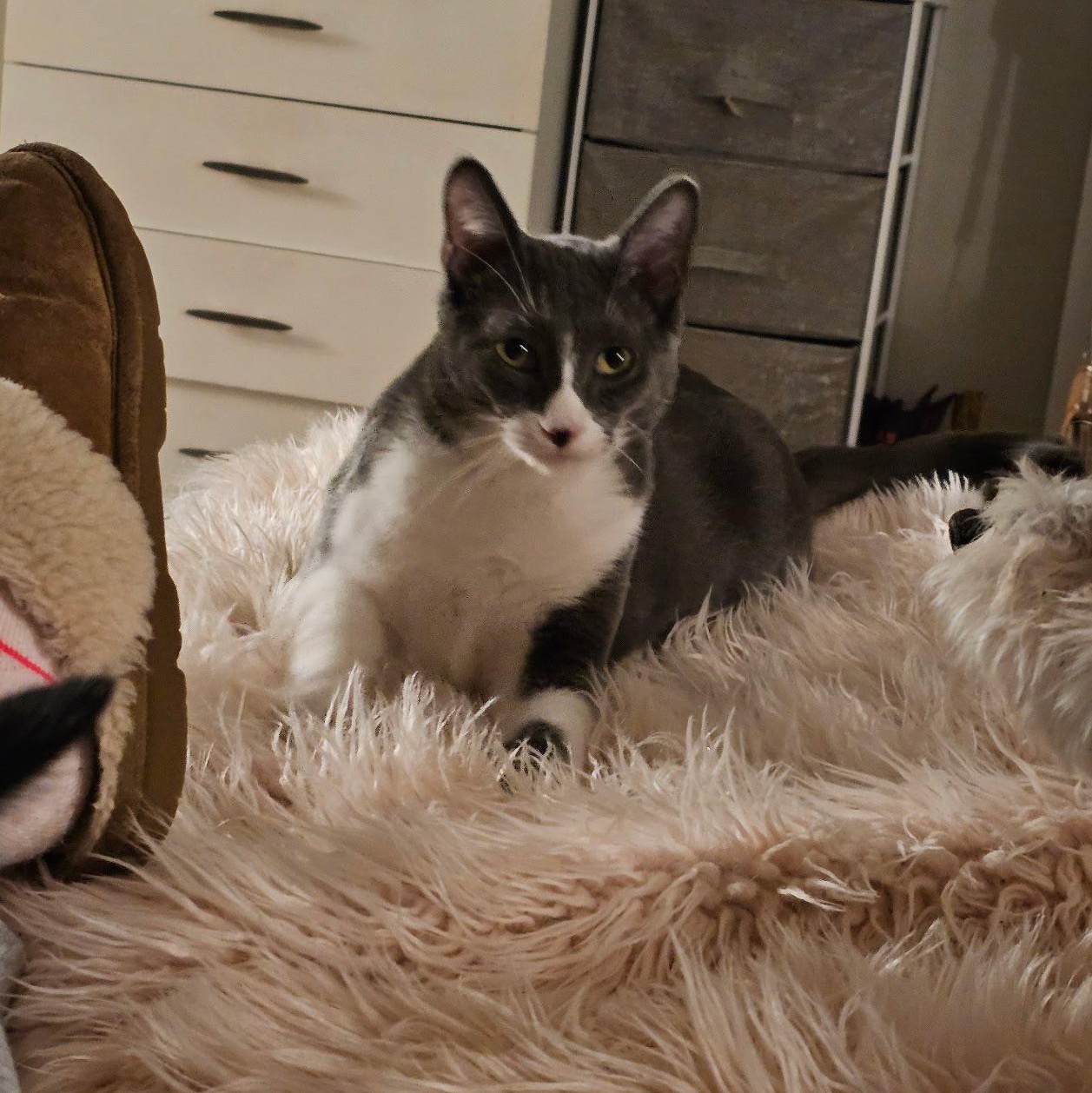 Jerry and Chrissie are in Port Angeles!, a ADOPTABLE Domestic Short Hair in Sequim, WA image 5/6