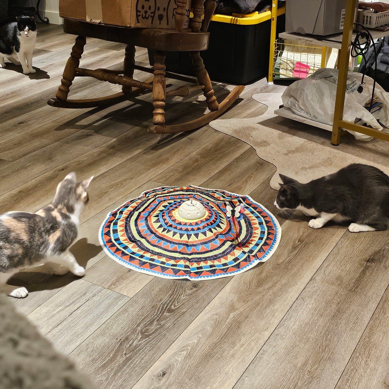 Jerry and Chrissie are in Port Angeles!, a ADOPTABLE Domestic Short Hair in Sequim, WA image 4/6