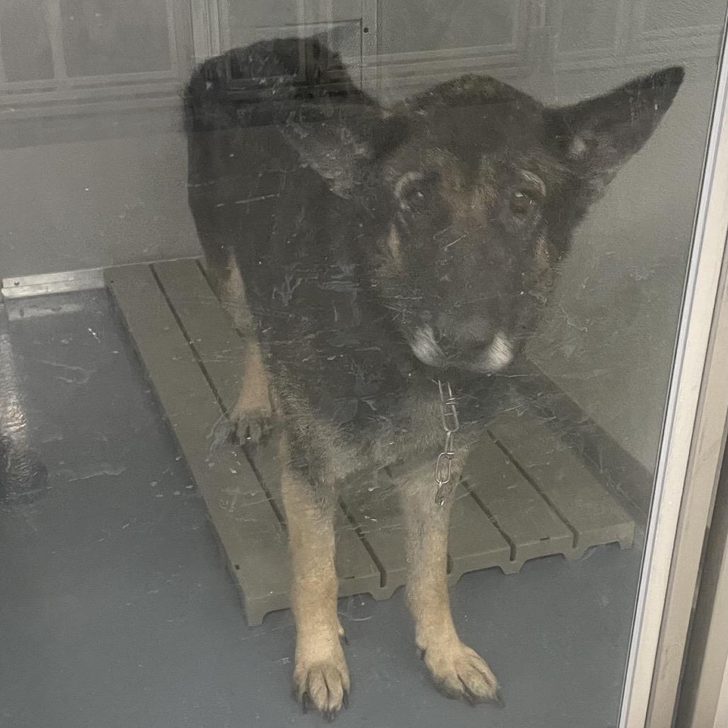 Enlarge Oakus, a Adoptable Shepherd in Galax, VA image 1/1