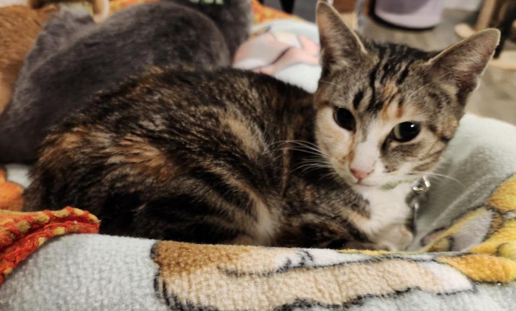 Lindsey, Adoptable, Adult Female Domestic Short Hair.