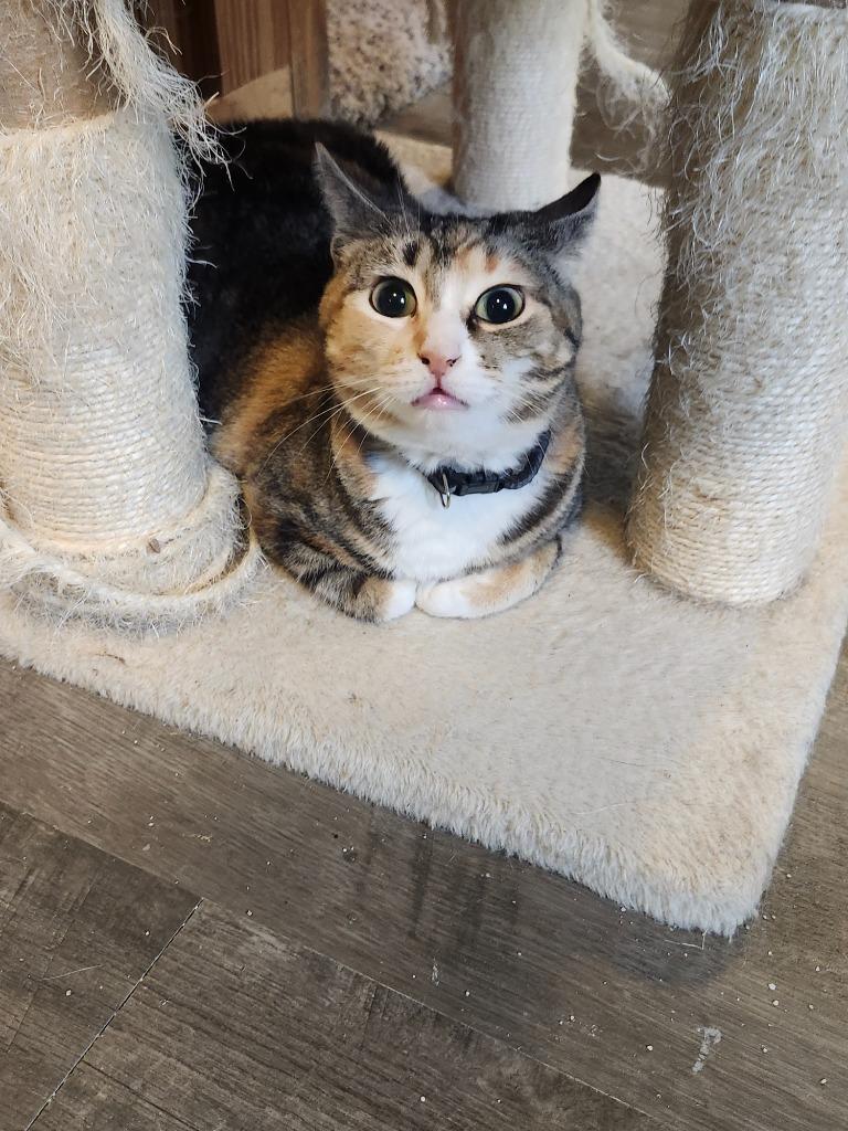 Lindsey, Adoptable, Adult Female Domestic Short Hair.