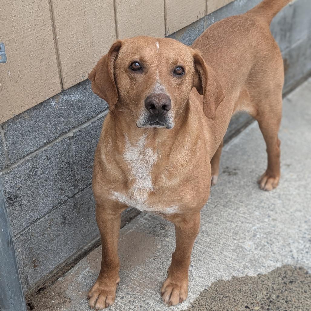 Enlarge Sketch L-4-26, a Adoptable mixed breed in Watertown, NY image 1/4