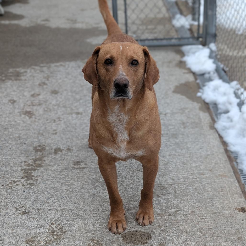 Enlarge Sketch L-4-26, a Adoptable mixed breed in Watertown, NY image 2/4