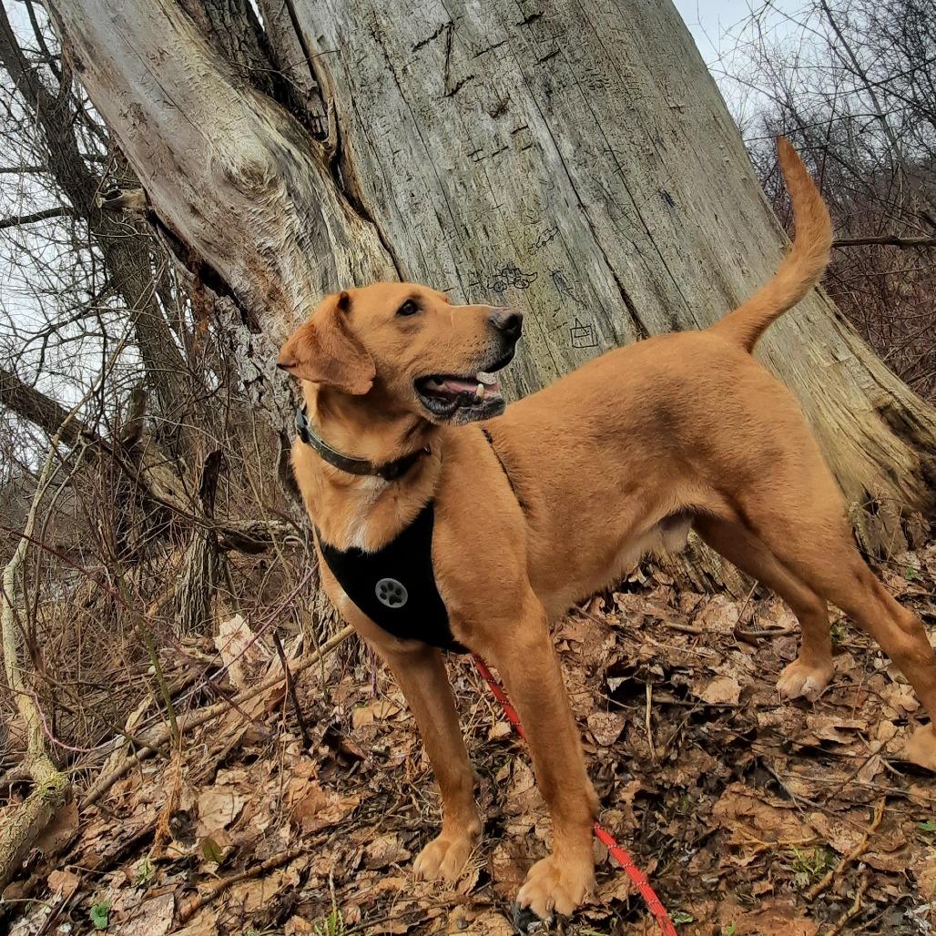 Enlarge Sketch L-4-26, a Adoptable mixed breed in Watertown, NY image 3/6