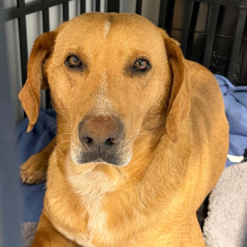 Enlarge Sketch L-4-26, a Adoptable mixed breed in Watertown, NY image 3/4