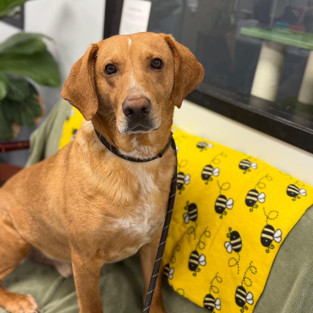 Enlarge Sketch L-4-26, a Adoptable mixed breed in Watertown, NY image 5/6