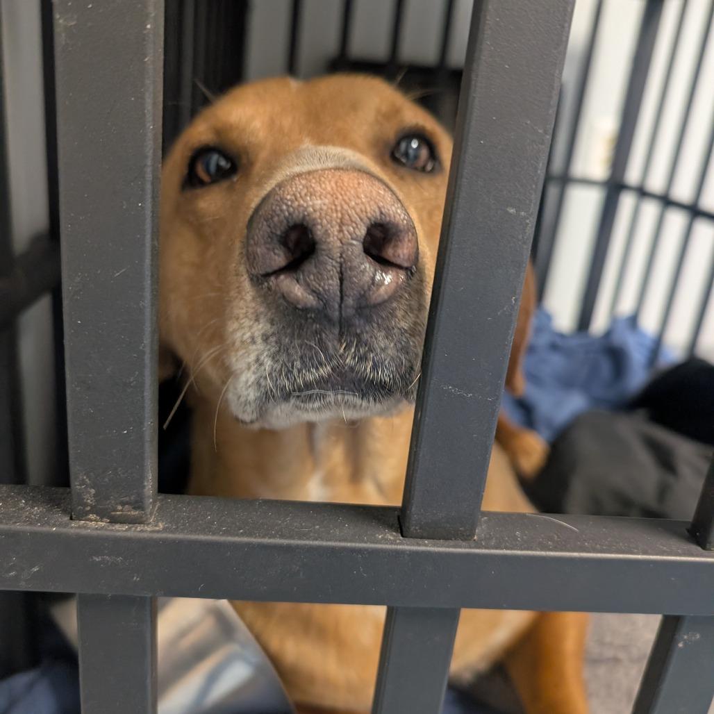 Enlarge Sketch L-4-26, a Adoptable mixed breed in Watertown, NY image 4/4