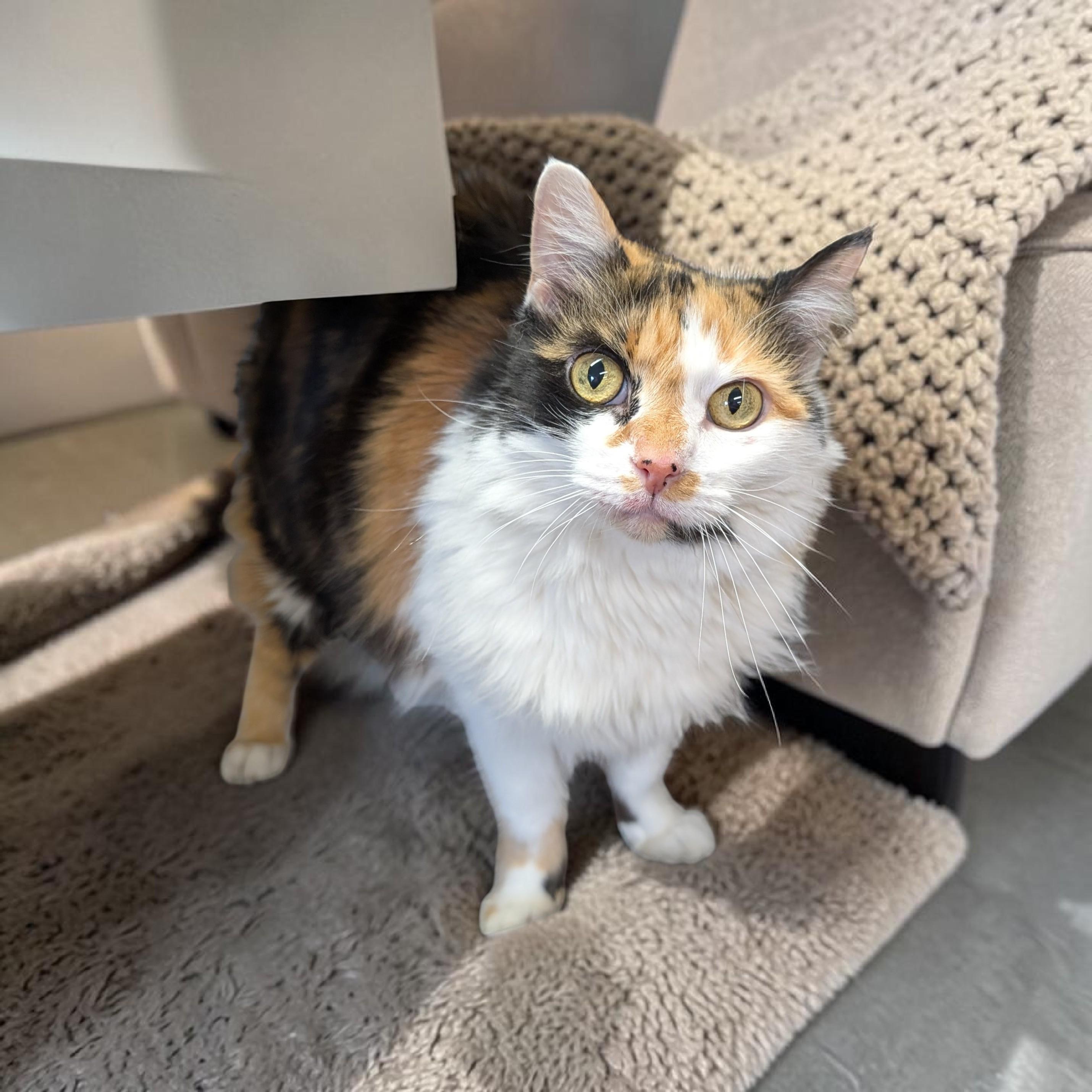 Autumn , adopted, Adult Female Domestic Medium Hair.