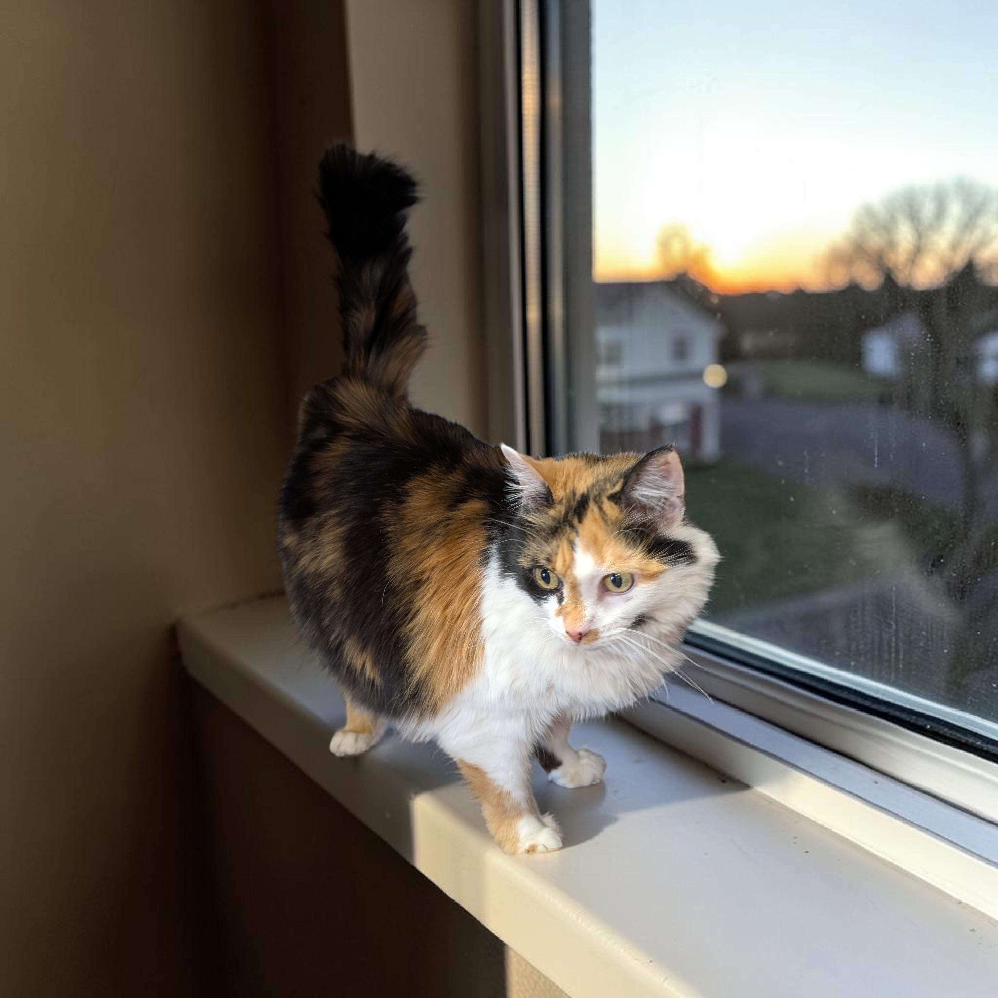 Autumn , an adopted Domestic Medium Hair in Chattanooga, TN image 2/2