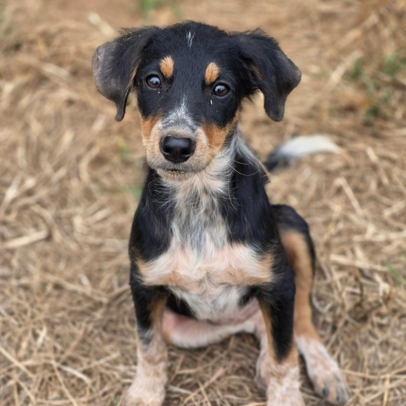 Enlarge Dixie, a Adoptable mixed breed in Anderson, SC image 1/4